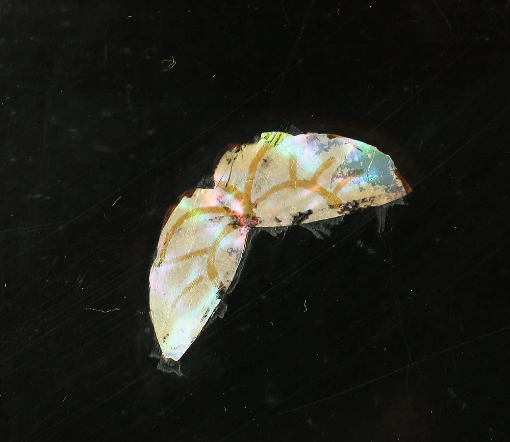 'Chrysanthemum and Butterfly' Inlaid Raden Mother of Pearl Black Lacquer Wooden Incense Burner Stand Flower Stand Bonsai Stand VA306 - Image 10