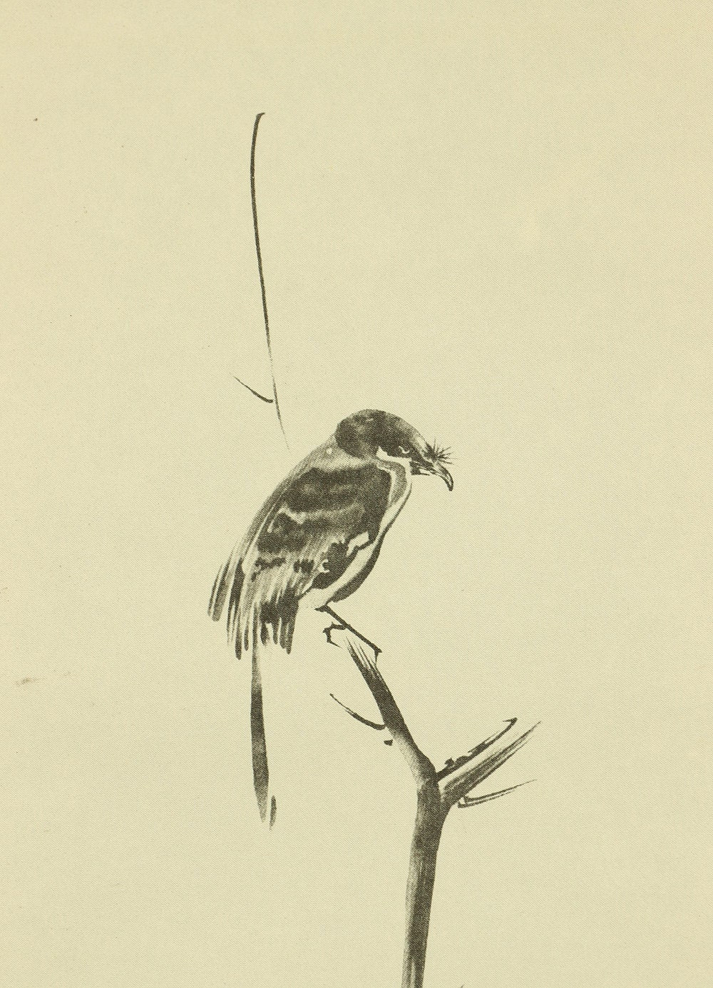 Reproduction Print 宮本武蔵 MIYAMOTO MUSASHI Shrike on the bare tree with Original Box W621 / Japanese art kakejiku kakemono wall hanging scroll - Image 5