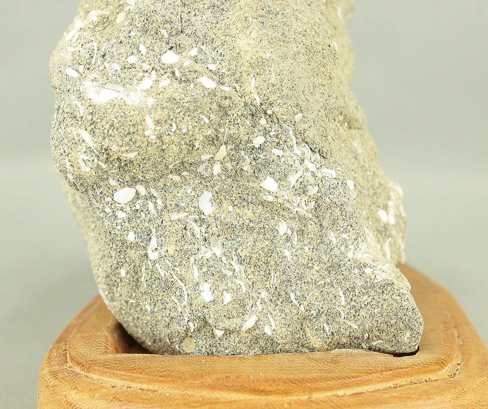 Suiseki - Toki stone Shell fossil with Wooden Stand collected in 1974 VA222 - Image 10