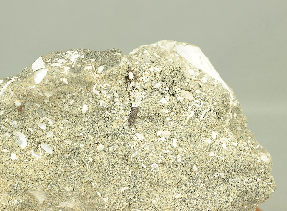 Suiseki - Toki stone Shell fossil with Wooden Stand collected in 1974 VA222 - Image 12