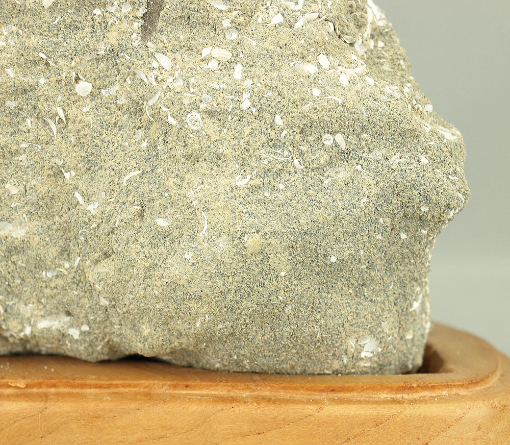 Suiseki - Toki stone Shell fossil with Wooden Stand collected in 1974 VA222 - Image 13