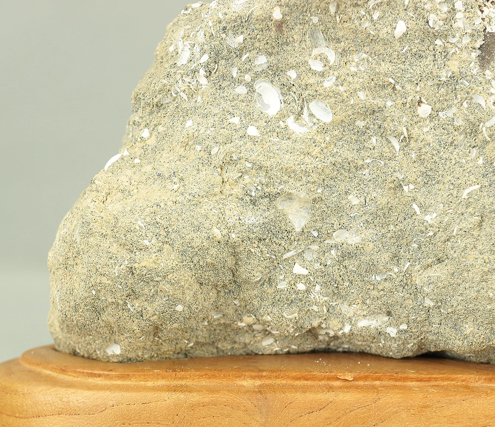 Suiseki - Toki stone Shell fossil with Wooden Stand collected in 1974 VA222 - Image 14