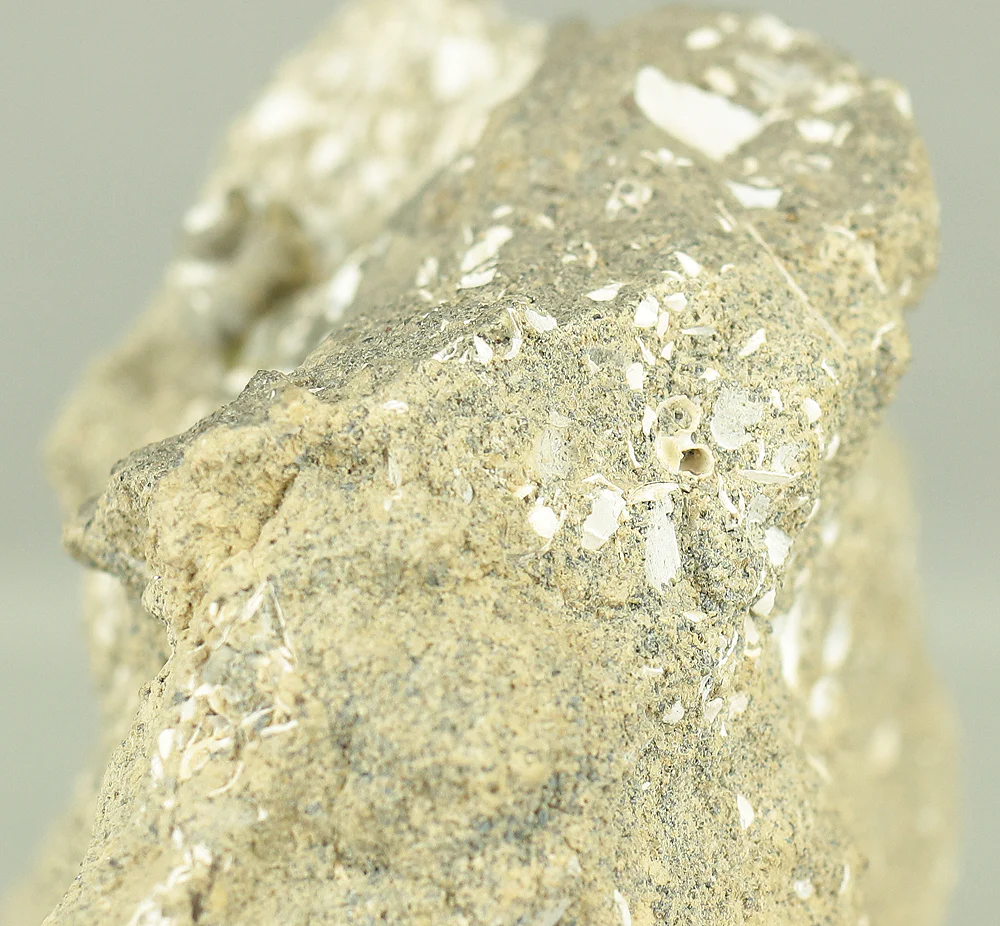 Suiseki - Toki stone Shell fossil with Wooden Stand collected in 1974 VA222 - Image 16