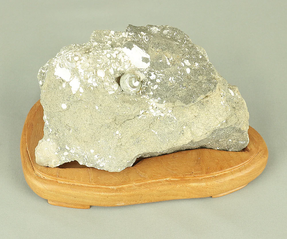 Suiseki - Toki stone Shell fossil with Wooden Stand collected in 1974 VA222 - Image 18