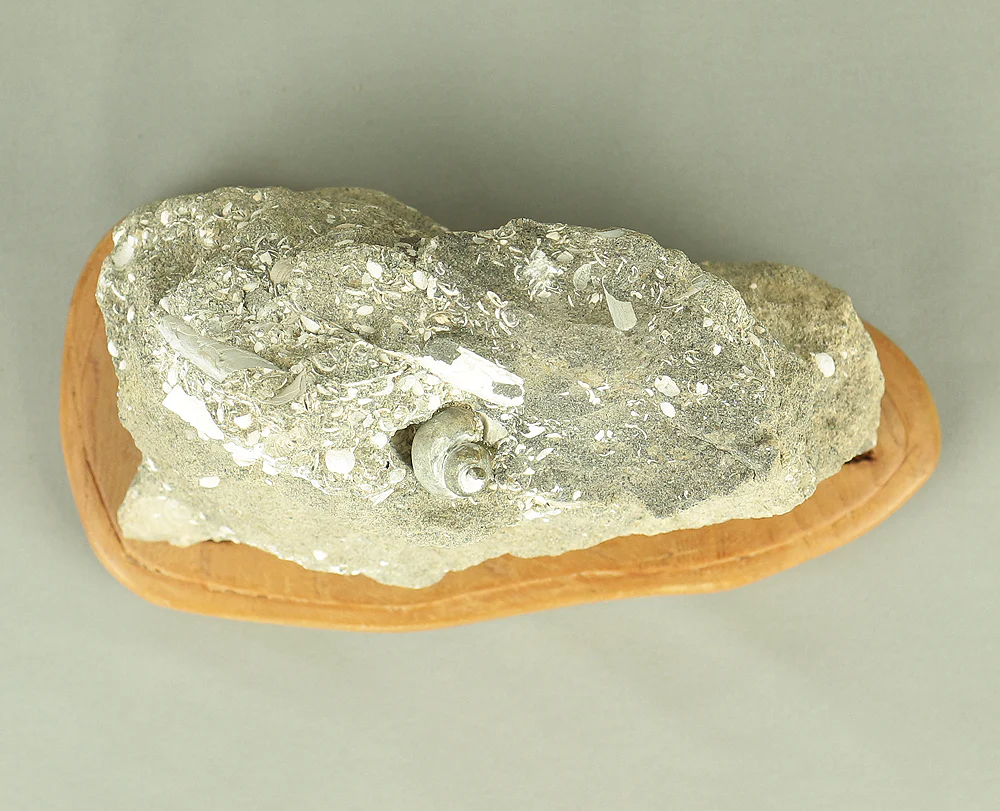 Suiseki - Toki stone Shell fossil with Wooden Stand collected in 1974 VA222 - Image 19