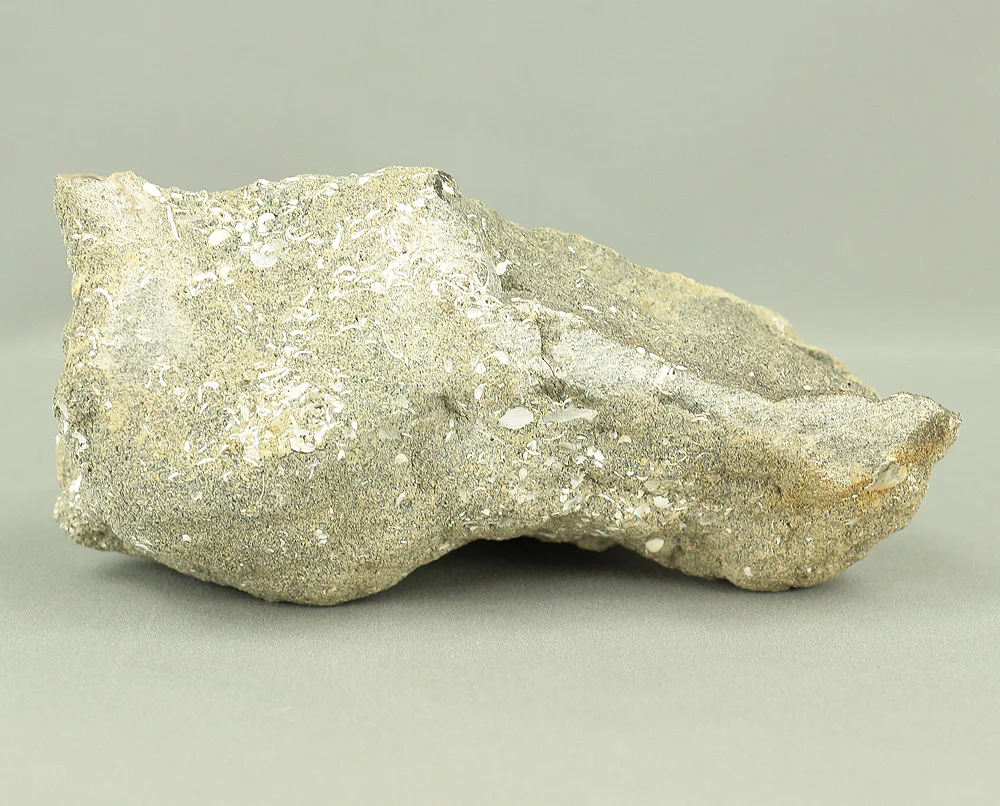 Suiseki - Toki stone Shell fossil with Wooden Stand collected in 1974 VA222 - Image 21