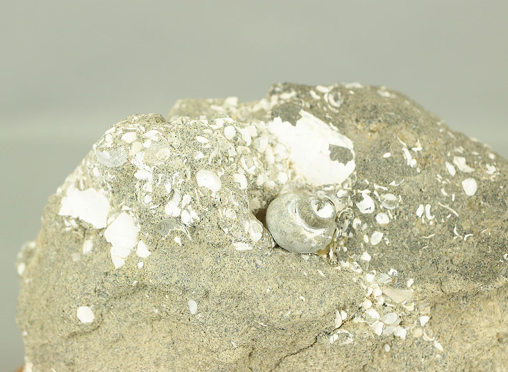 Suiseki - Toki stone Shell fossil with Wooden Stand collected in 1974 VA222 - Image 3