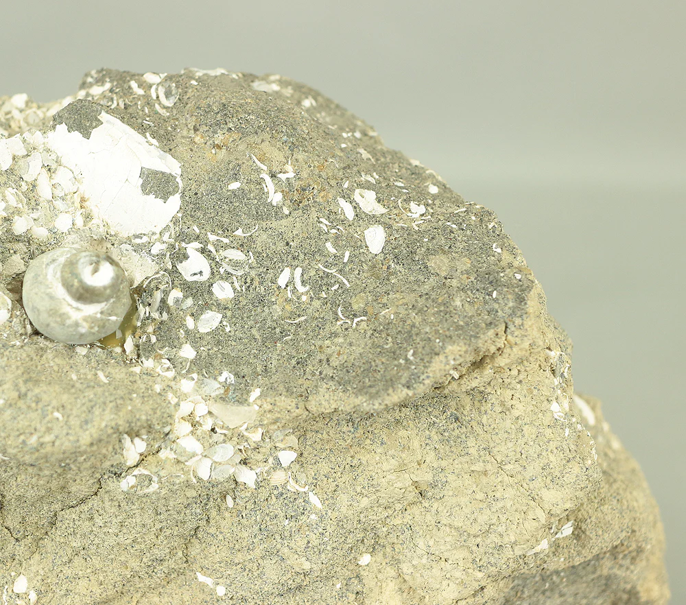 Suiseki - Toki stone Shell fossil with Wooden Stand collected in 1974 VA222 - Image 4