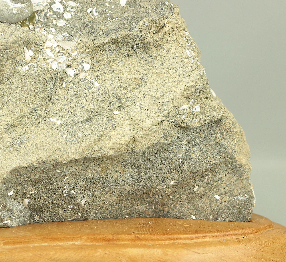 Suiseki - Toki stone Shell fossil with Wooden Stand collected in 1974 VA222 - Image 5