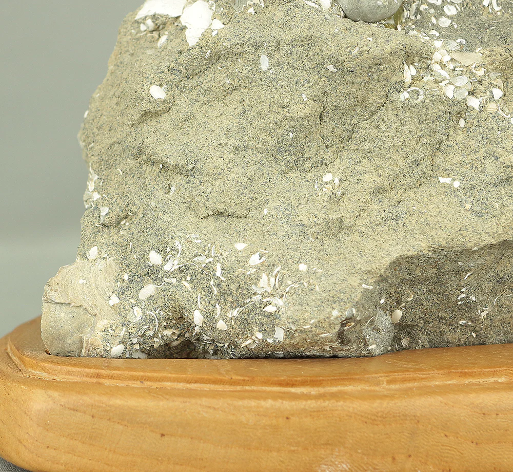 Suiseki - Toki stone Shell fossil with Wooden Stand collected in 1974 VA222 - Image 6