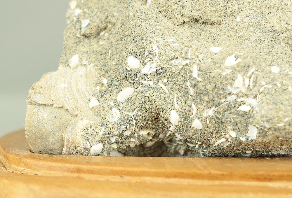 Suiseki - Toki stone Shell fossil with Wooden Stand collected in 1974 VA222 - Image 7