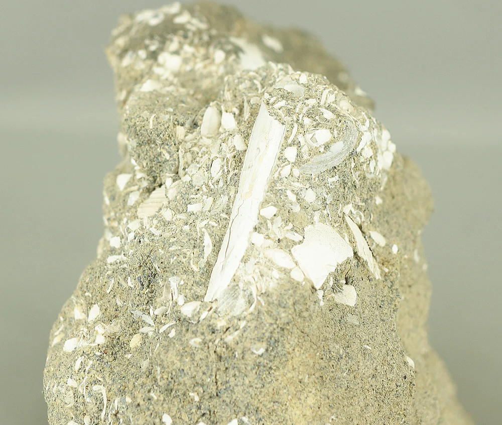 Suiseki - Toki stone Shell fossil with Wooden Stand collected in 1974 VA222 - Image 9